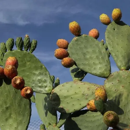 דירה Color Dream *